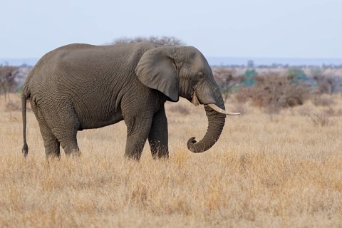 African bush elephant (Loxodonta africana), adult male feeding on dry grass, foraging, savanna,