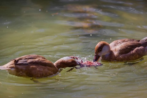 Two female red-crested pochards (Netta rufina) fight over a grass frog (Rana temporaria) and try to