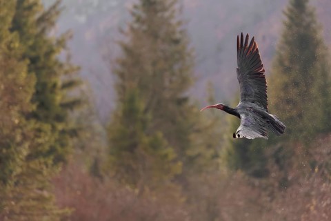 A Northern Bald Ibis, Hermit Ibis (Geronticus eremita) in flight in natural surroundings