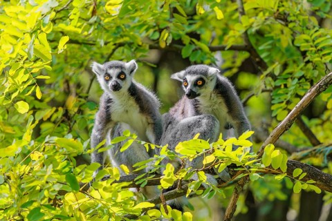 Two ring-tailed lemurs (Lemur catta) sit high up in a tree on a branch between fresh green leaves