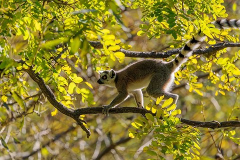 A ring-tailed lemur (Lemur catta) climbs high up in a tree on a branch surrounded by fresh green