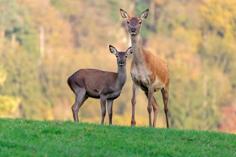 An adult red deer hind (Cervus elaphus) and a calf are standing in a meadow in the beautiful