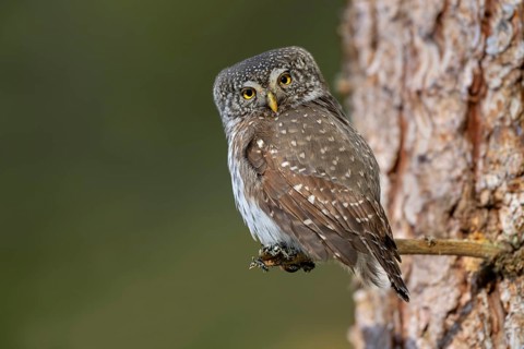 Pygmy Owl (Glaucicium passerinum), sitting on the branch of a tree, Pirchner Ast, Schwaz, Tyrol,