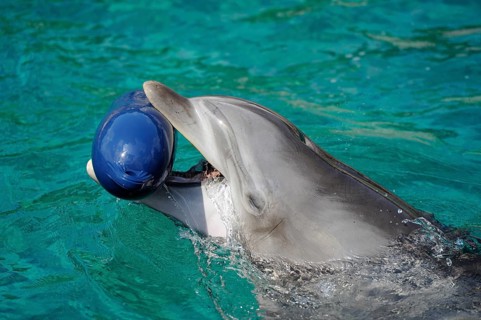 Dolphin with a blue toy in the water, Bottlenose dolphin (Tursiops truncatus), captive