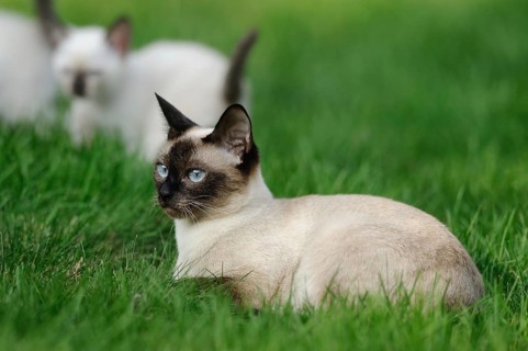 Siamese cat sitting alertly on a green meadow, kitten in the background, domestic cat (Felis