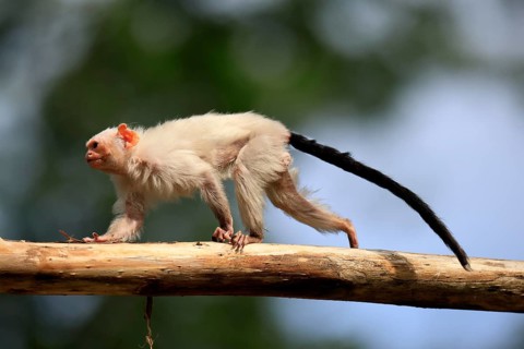 Silver marmoset (Mico argentatus, Syn.: Callithrix argentata), silver marmoset, adult, tree trunk,