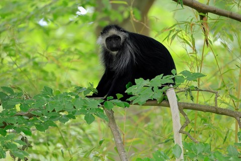 White-bearded snub-nosed monkey (Colobus polykomos), adult, sitting, on tree, foraging, alert