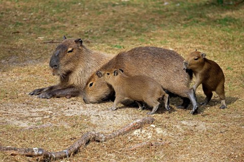 Capybara (Hydrochoerus hydrochaeris), capybara, adult, female, mother, young, on land, group,