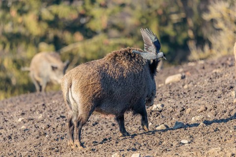 A jackdaw (Coloeus monedula) sits on the back of a wild boar (Sus scrofa)