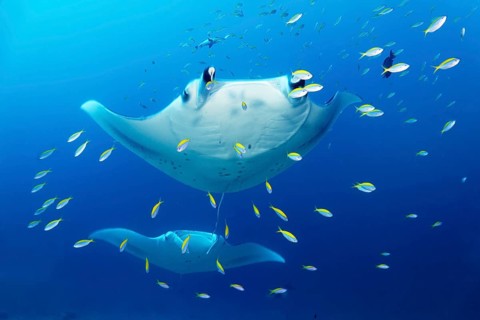 Two reef manta rays (Mobula alfredi) stingrays or whiptail rays (Dasyatidae) swimming through a