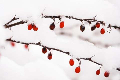 Barberry with snow, winter, Germany, Europe