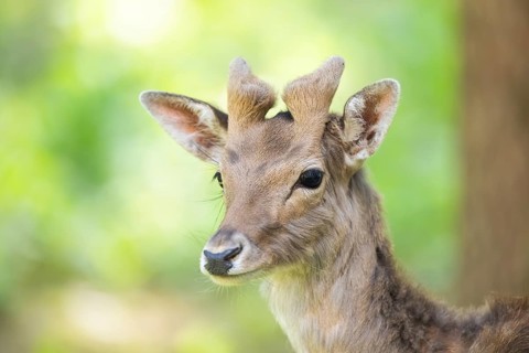Fallow deer (Dama dama) buck, portrait, in a forest, Bavaria, Germany, Europe