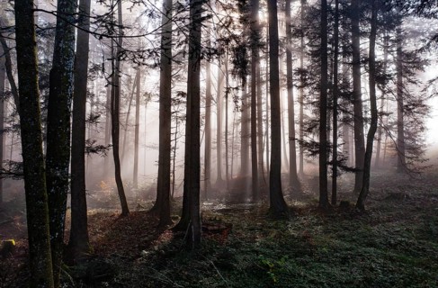 Morning fog in the backlight in the forest, Mondsee, Mondseeland, Salzkammergut, Upper Austria,