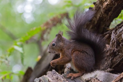 One Red squirrel or Eurasian red squirrel (Sciurus vulgaris) feeding on peanut. Trees in the