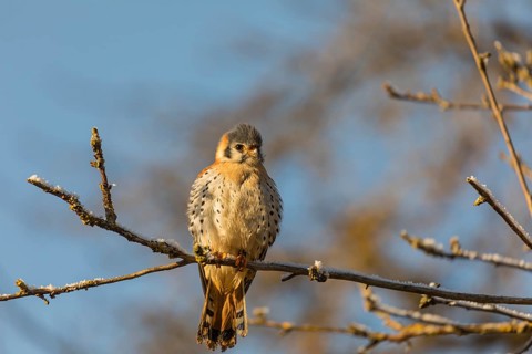 One American kestrel (Falco sparverius) sitting on a twig in early morning light with a blue sky in
