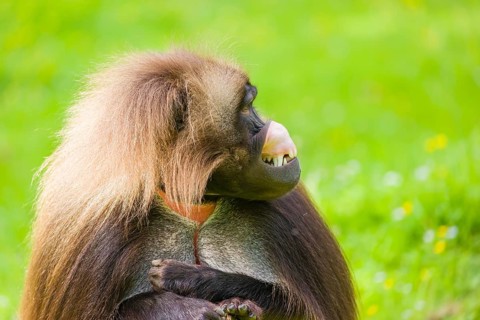 Portrait of an adult male Gelada (Theropithecus gelada), or bleeding-heart monkey, resting on a