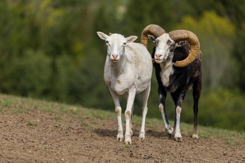 One male snow sheep (Ovis nivicola), or Siberian bighorn sheep checks the readiness of a goat to