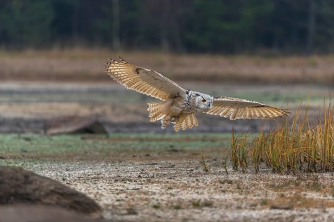 One Siberian Eagle Owl (Bubo bubo sibiricus) flying over a dry lakeshore on an autumnal misty cold