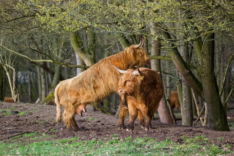 A Highland Cow (Bos (primigenius) in heat mounts a bull