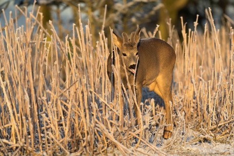 Roe deer standing in hoar frosted dead stinging nettle at minus 15 °C at sunrise. Licking off the