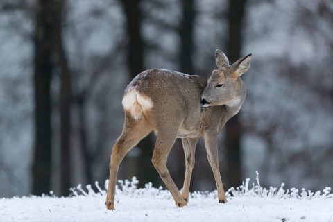 Roe deer standing in hoar frosted dead stinging nettle at minus 15 °C. Trees in background