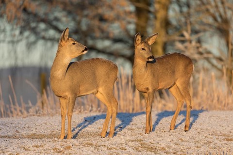 Roe deer on hoar frosted meadow at minus 15 °C at sunrise. Trees and dead stinging nettle in