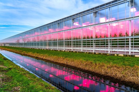 Large greenhouses for cucumbers and strawberries, over 10 hectares, the plants are artificially