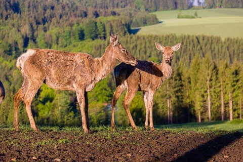 One female Altai maral, Altai wapiti or Altai elk (Cervus canadensis sibiricus) stands together
