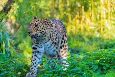 One Amur leopard (Panthera pardus orientalis) walks through green vegetation