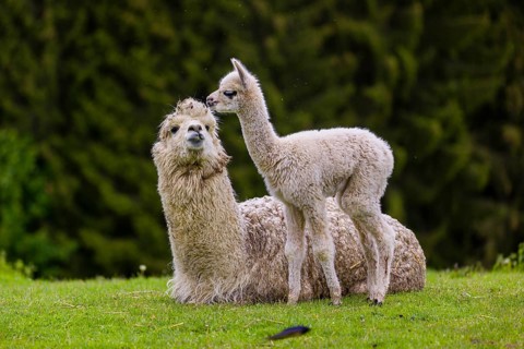 One white female Alpaca (Vicugna pacos) lies a on a fresh green meadow, one young stands next to