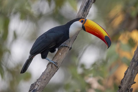 Giant toucan (Ramphastos toco), on branch, Pantanal, Brazil, South America