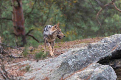 One young male eurasian gray wolf (Canis lupus lupus) running thru a forest with rocks and heather.