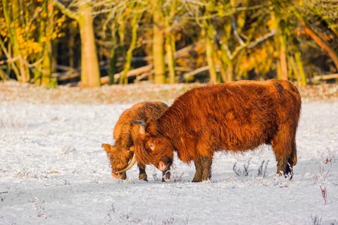 A highland cow (Bos primigenius taurus) and her calf stand at the edge of a forest on a