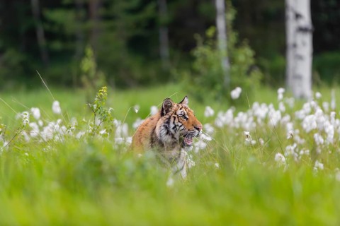 One young female Siberian Tiger, Panthera tigris altaica, standing in tall cottongrass. Early