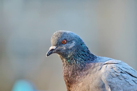 Feral pigeon (Columba livia domestica), portrait, Venice, Italy, Europe