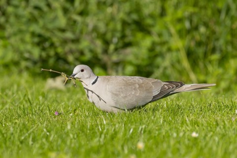 Collared dove (Streptopelia decaocto) adult bird collecting a stick for nesting material from a
