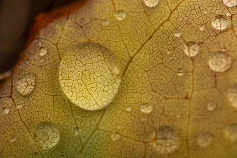 Water dripping on a leaf in autumn. Bas rhin Alsace, France, Europe