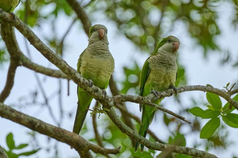 Monk parakeet (Myiopsitta monachus), two parrots sitting on a branch in a natural environment full