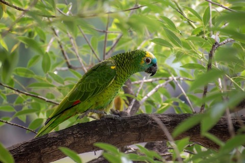 Free-living blue-fronted amazon (Amazona aestiva) in a public park in Buenos Aires, Argentina,