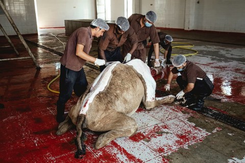 Camel slaughter (halal), Salalah slaughterhouse, Dhofar, Oman, Asia