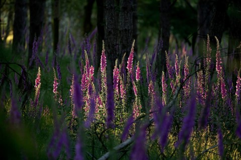Sunlit Common foxglove (Digitalis purpurea) in the forest, Lower Rhine, North Rhine-Westphalia,