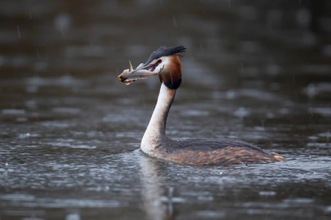Great crested grebe (Podiceps cristatus) adult bird on a lake with a Bullhead fish in its beak,
