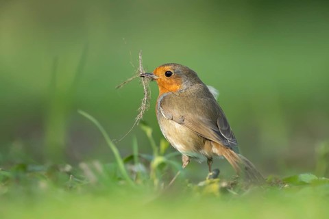European robin (Erithacus rubecula) adult bird in a garden with nesting material in its beak in the