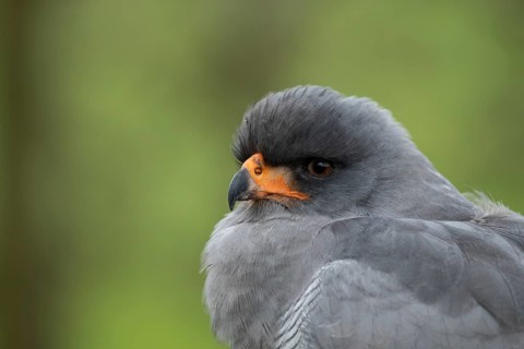 Pale chanting goshawk (Melierax canorus) adult bird of prey head portrait, England, United Kingdom
