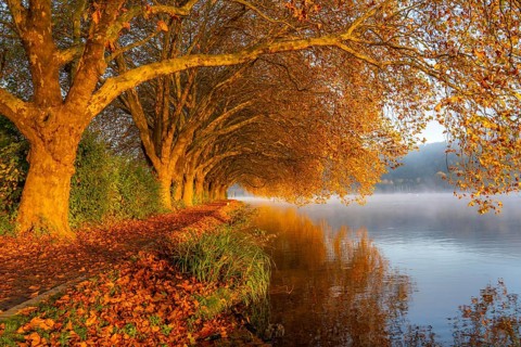 Autumn colours on the Platanen Allee, Hardenberg Ufer, lakeside path on Lake Baldeney, near Haus