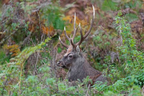 A sika deer stag (Cervus nippon) rests in hilly terrain in a clearing overgrown with ferns