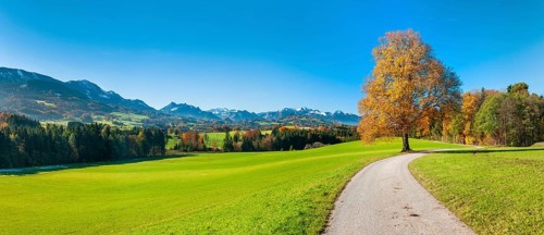 Field path through green meadows with solitary lime tree in autumn, behind the Chiemgau Alps,