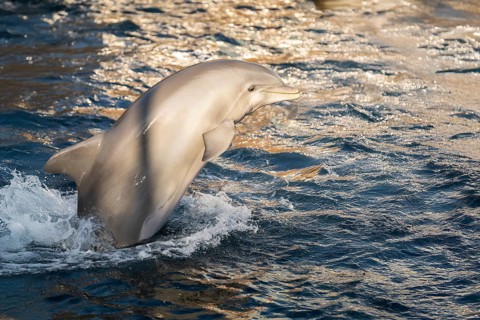 Common bottlenose dolphin (Tursiops truncatus) or Atlantic bottlenose dolphin playing in the water,