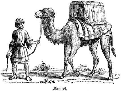 Camel driver with camel as enduring beast of burden and traveller, ship of the desert, blanket and