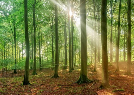 The sun shines through a near-natural beech forest (Fagus sp.) with morning mist, Stubnitz forest